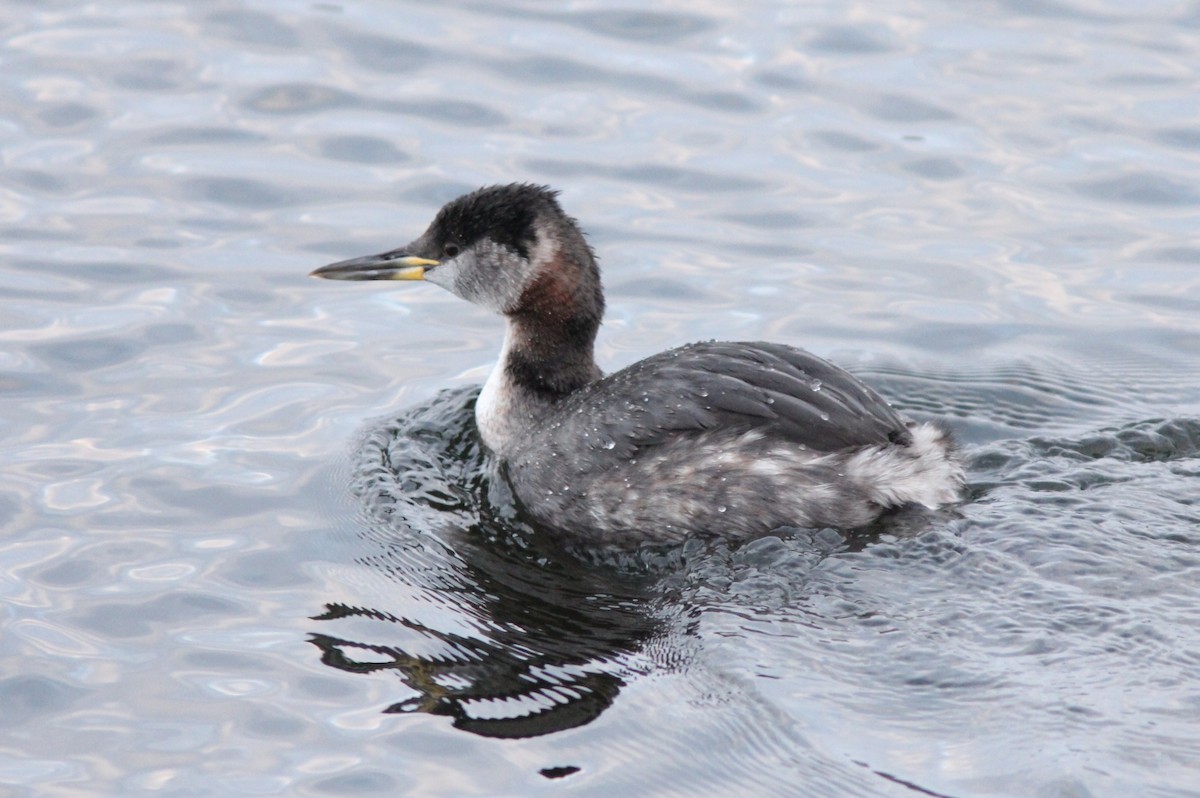 Red-necked Grebe - ML134047201