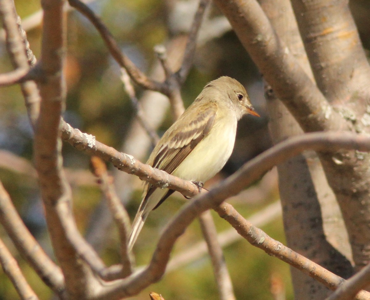 Willow Flycatcher - Caleb Putnam