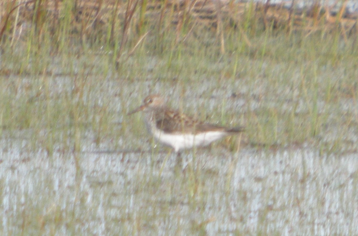 White-rumped Sandpiper - ML134049611