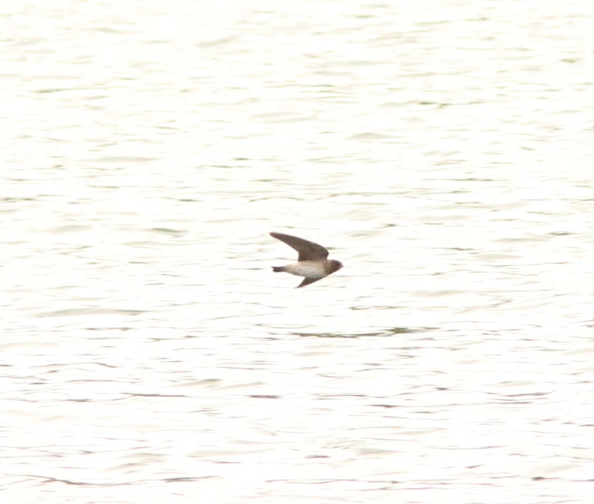 Cliff Swallow - ML134051271