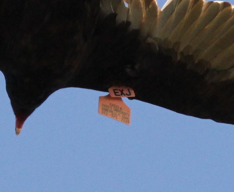 Turkey Vulture - ML134051281