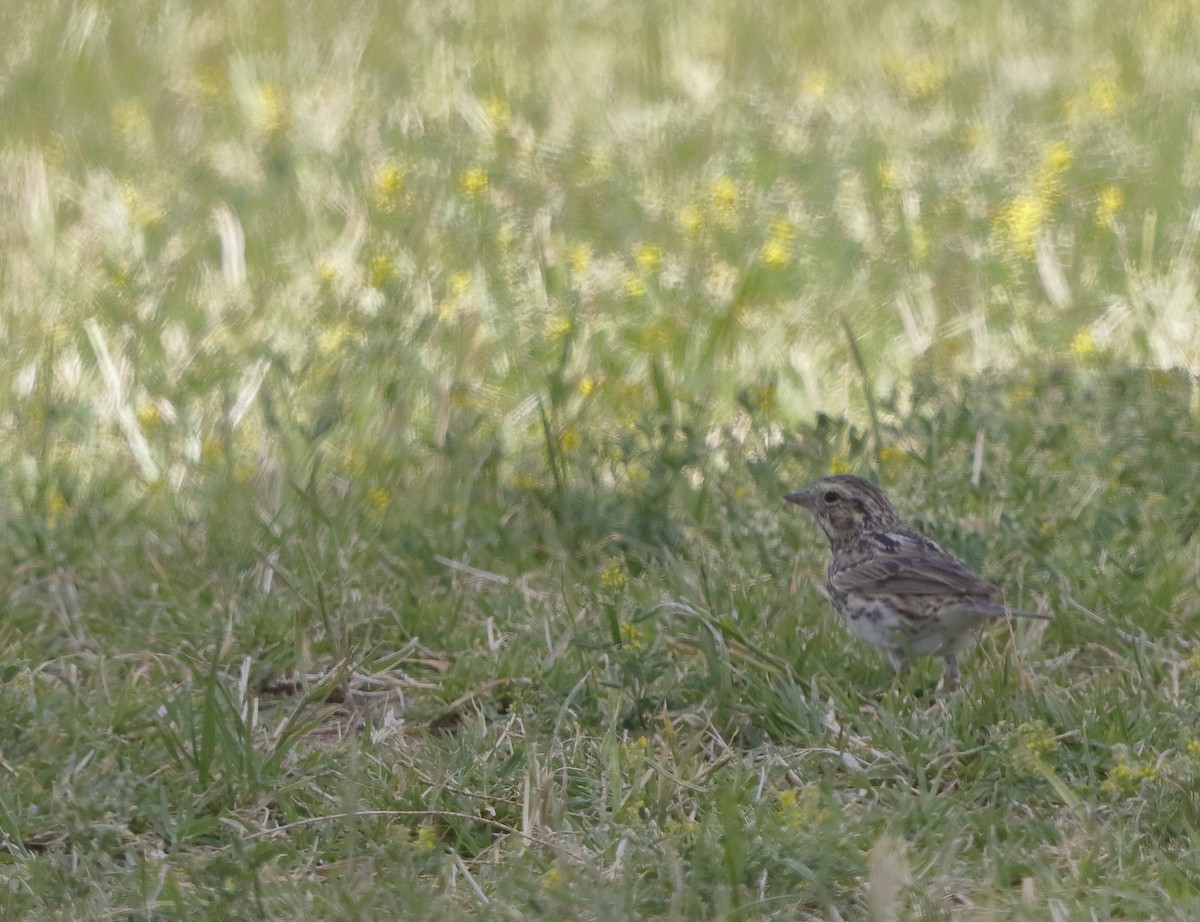 Savannah Sparrow - ML134053451