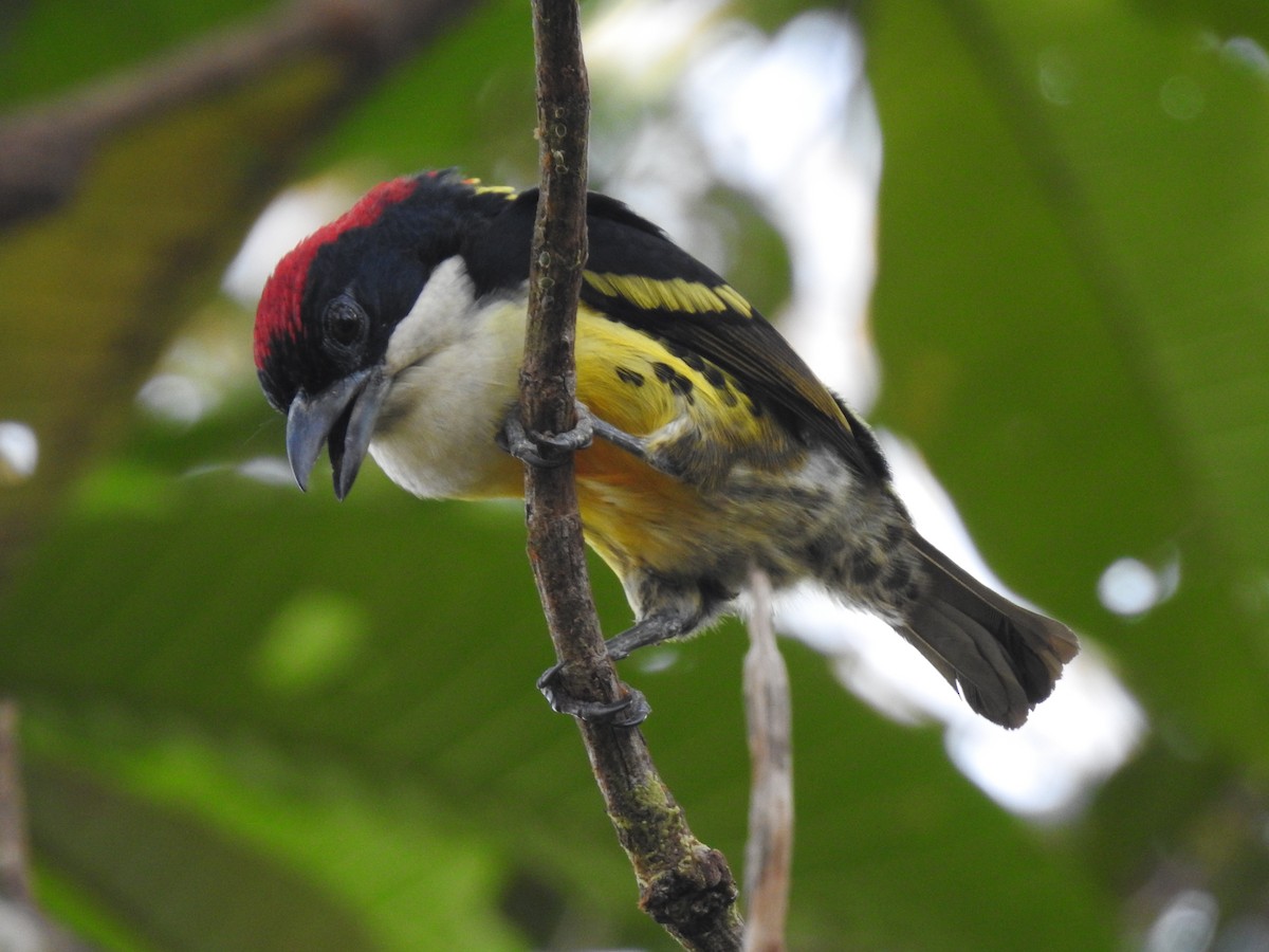 Five-colored Barbet - Julio Calderón Birding Tour Guide Colombia🦉