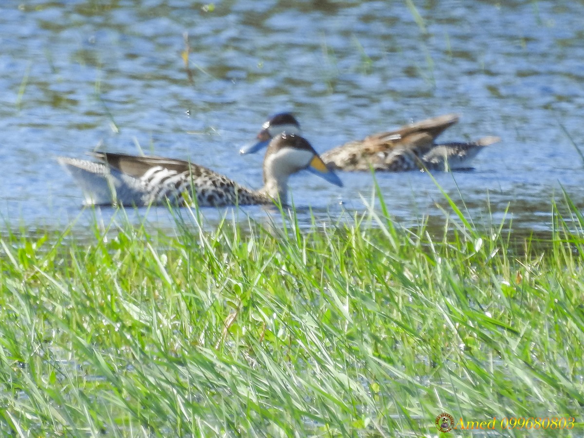 Silver Teal - Amed Hernández