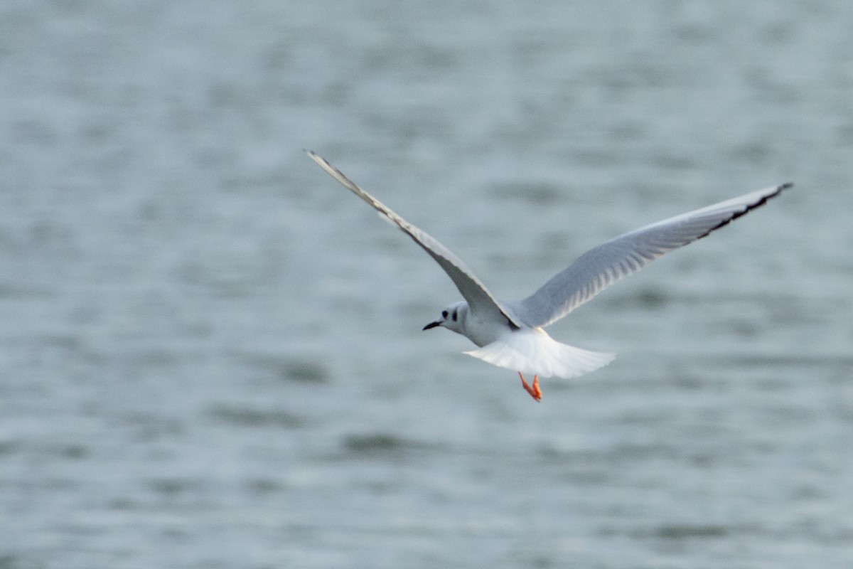 Bonaparte's Gull - ML134055391