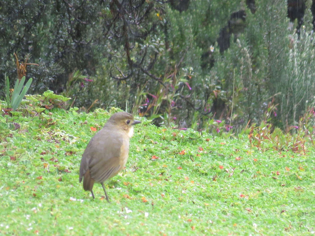 Tawny Antpitta - Becky Laboy