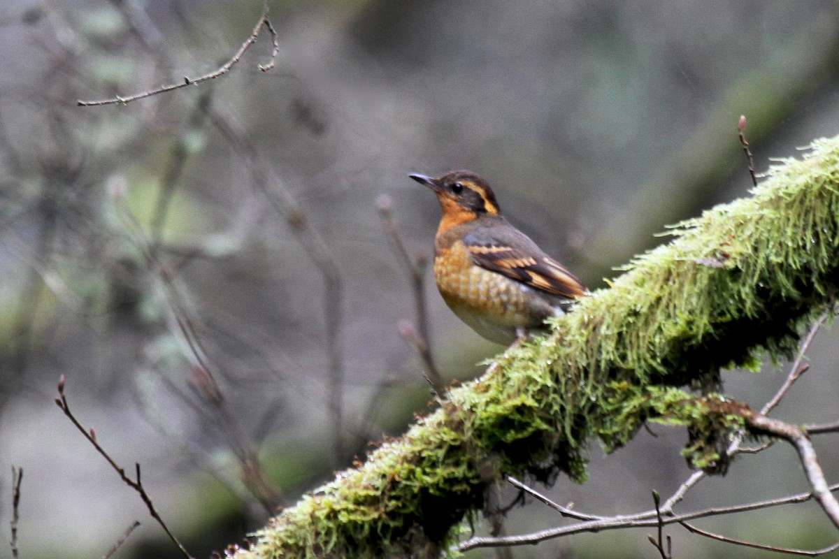 Varied Thrush - ML134060371