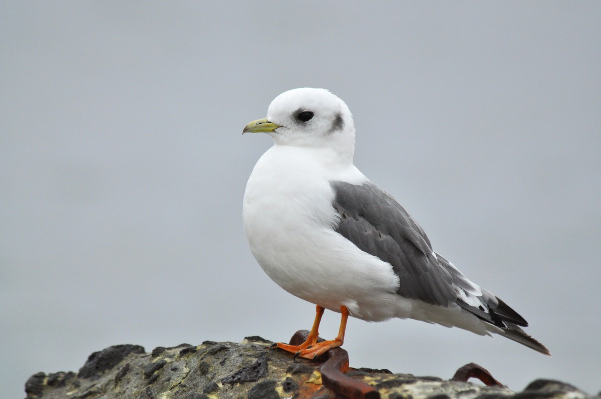 Red-legged Kittiwake - Ryan O'Donnell
