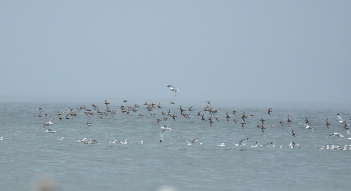 Red Phalarope - ML134061411