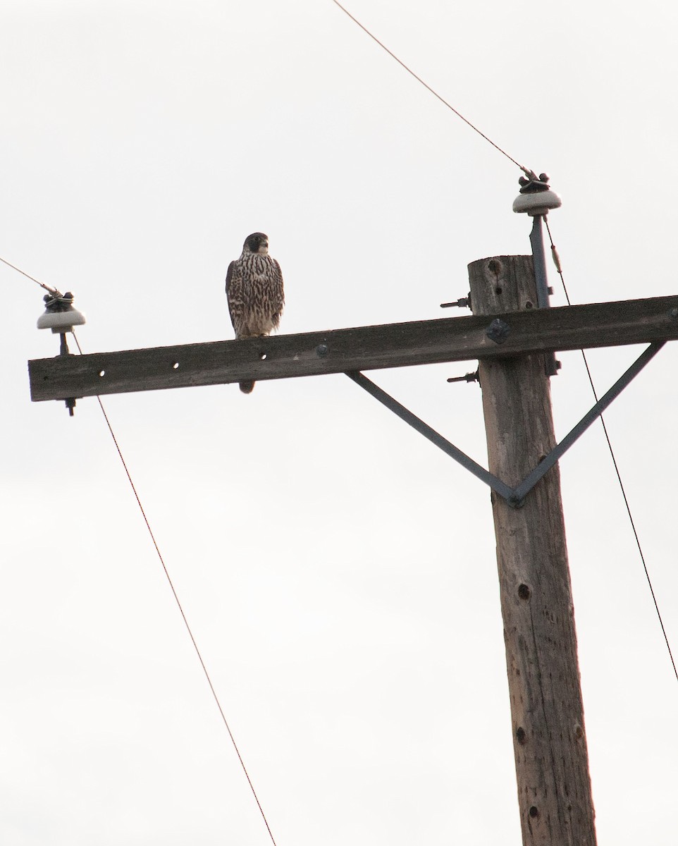 Peregrine Falcon - Wes Stone