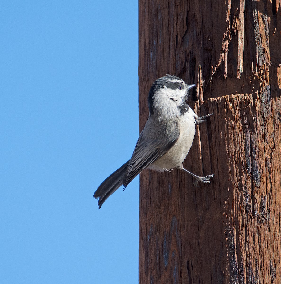 Mountain Chickadee - ML134063461