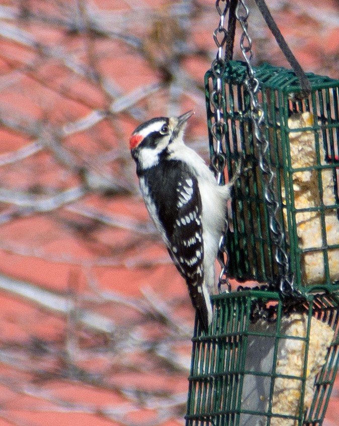 Downy Woodpecker - ML134063901