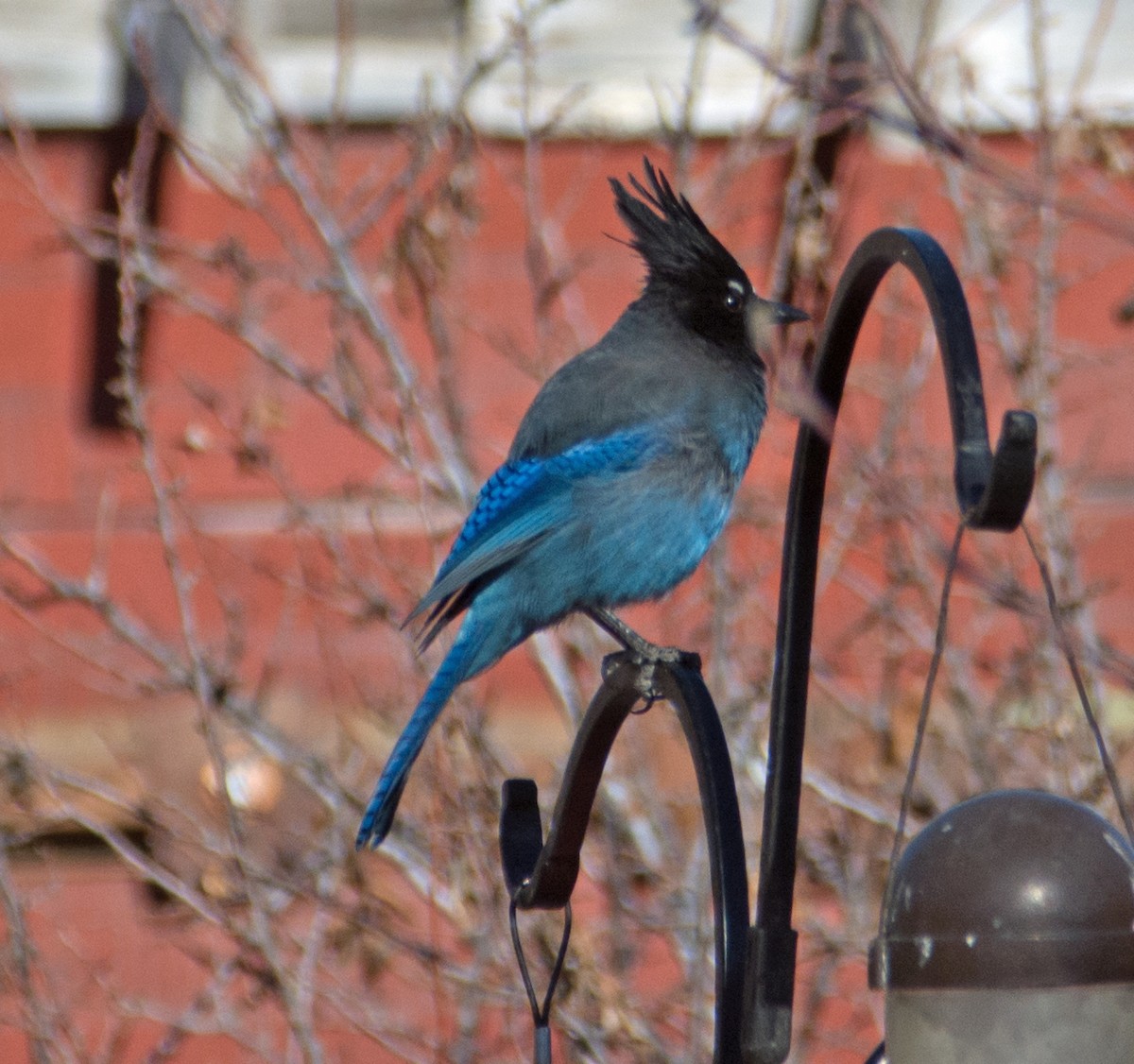 Steller's Jay (Southwest Interior) - ML134064011