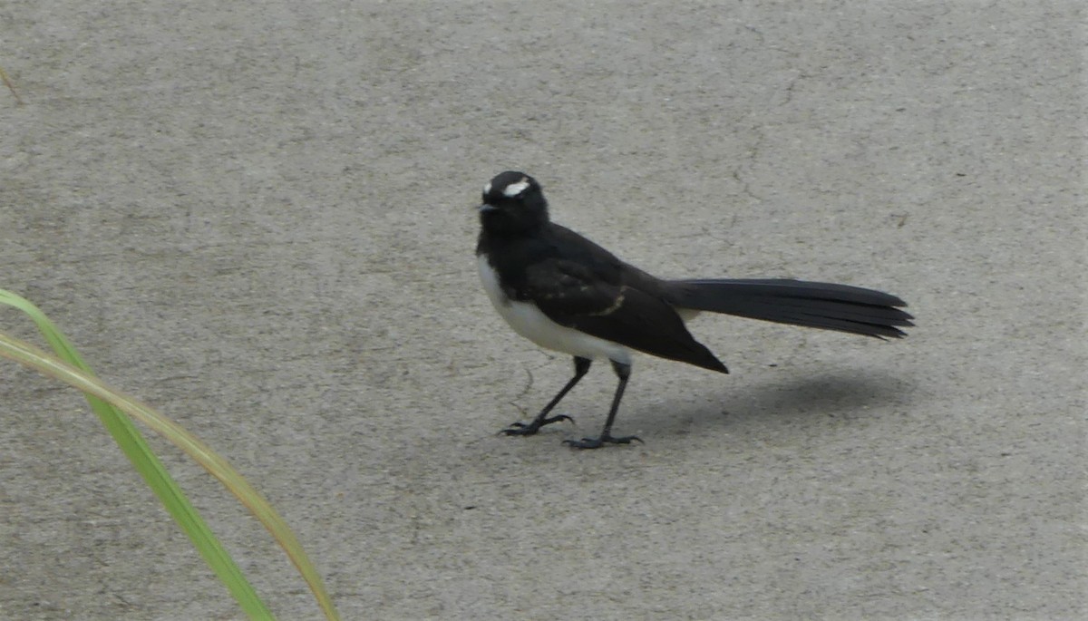Willie-wagtail - ML134064431