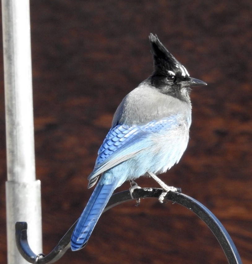Steller's Jay (Southwest Interior) - ML134066101