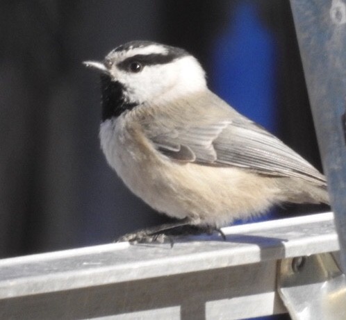 Mountain Chickadee - ML134066321