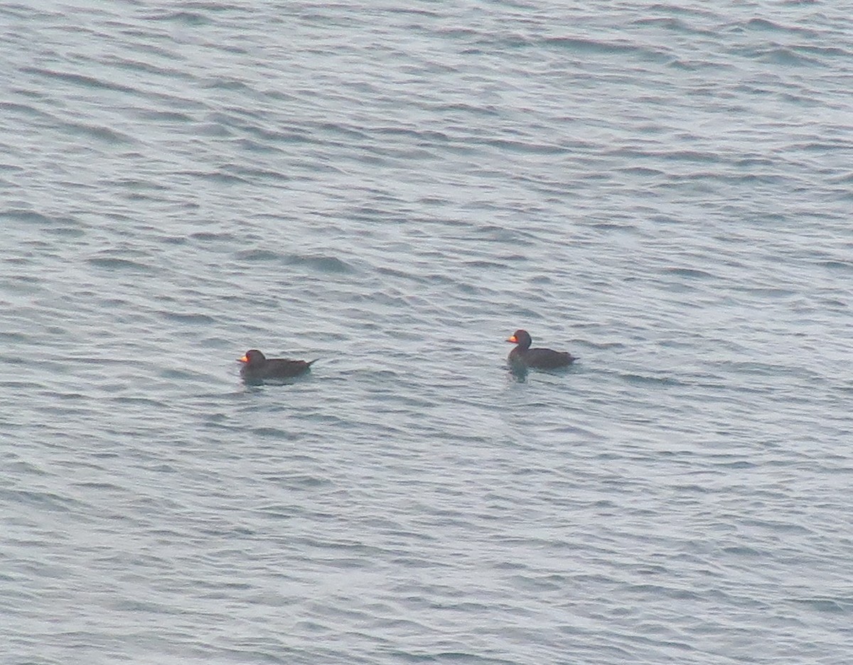 Black Scoter - ML134066381