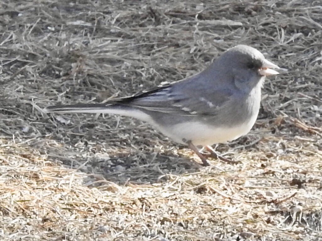 Dark-eyed Junco - ML134066421