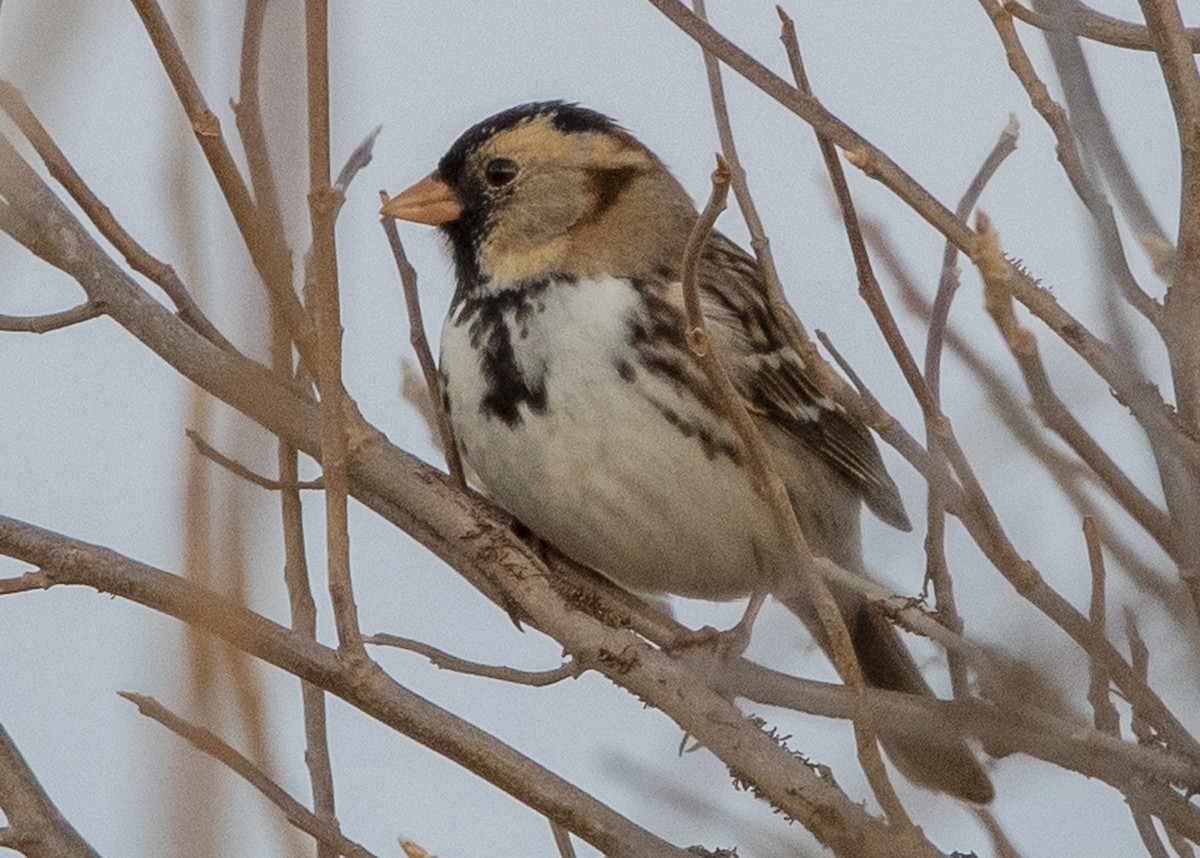 Harris's Sparrow - ML134067101