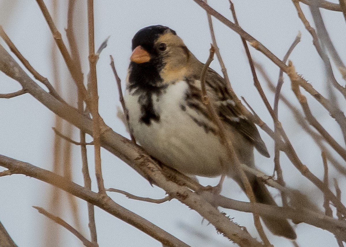 Harris's Sparrow - ML134067111