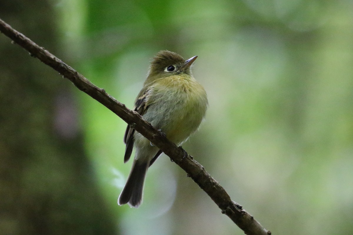 Yellowish Flycatcher - ML134068291