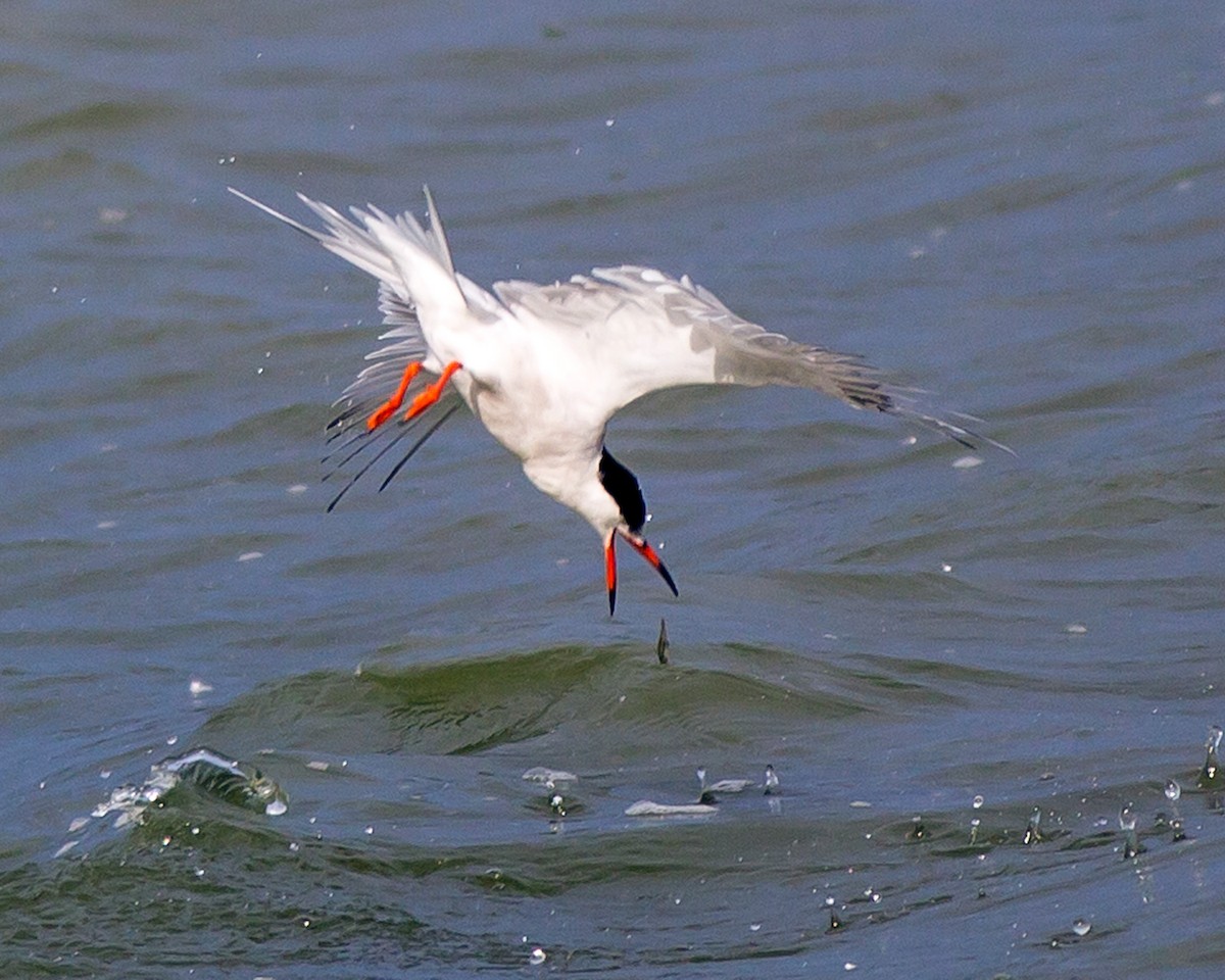 Common Tern - ML134068981