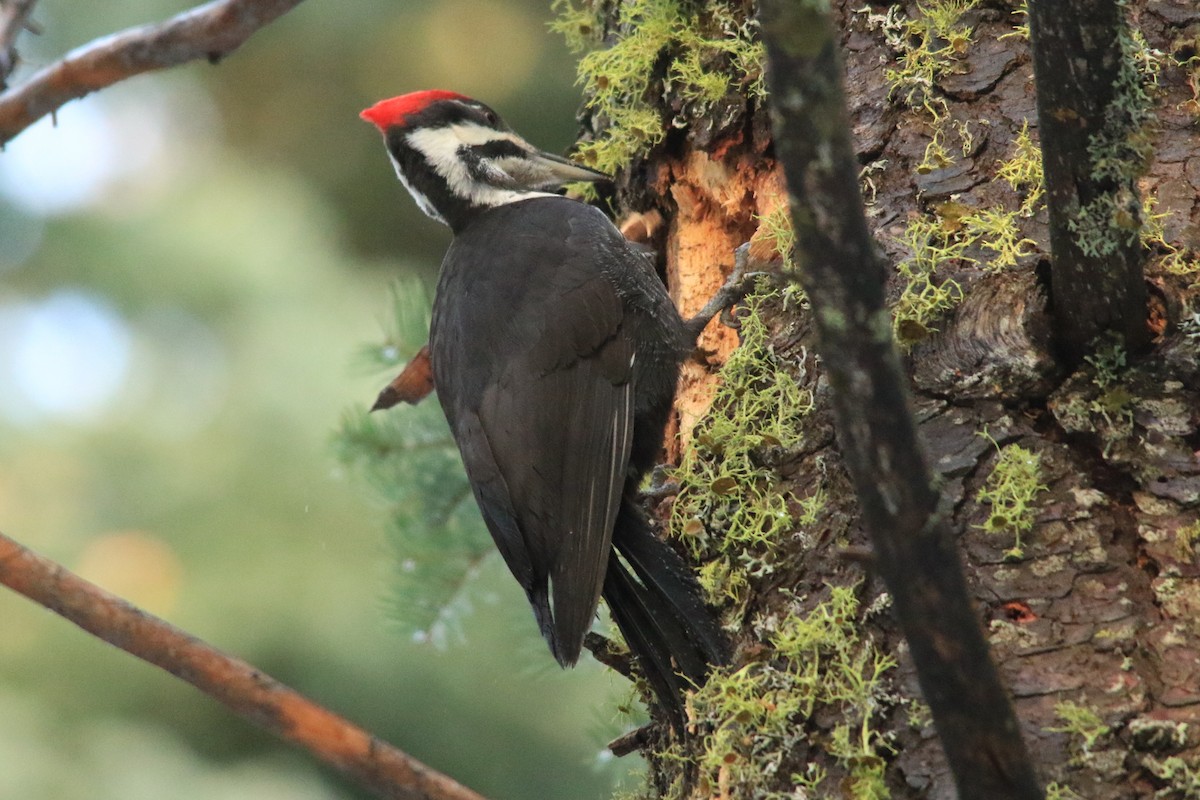 Pileated Woodpecker - Michele Swartout
