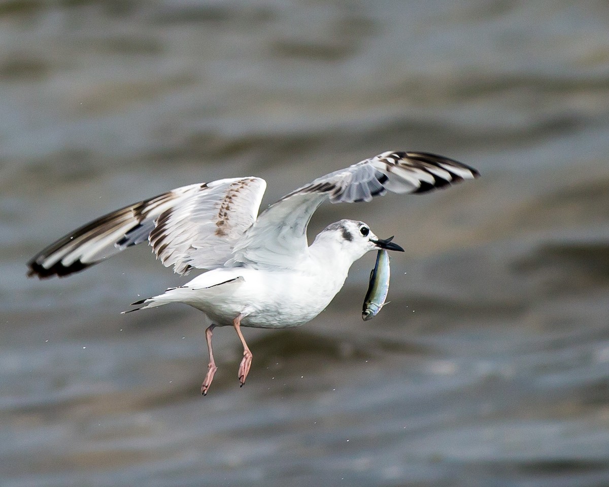 Bonaparte's Gull - ML134070321