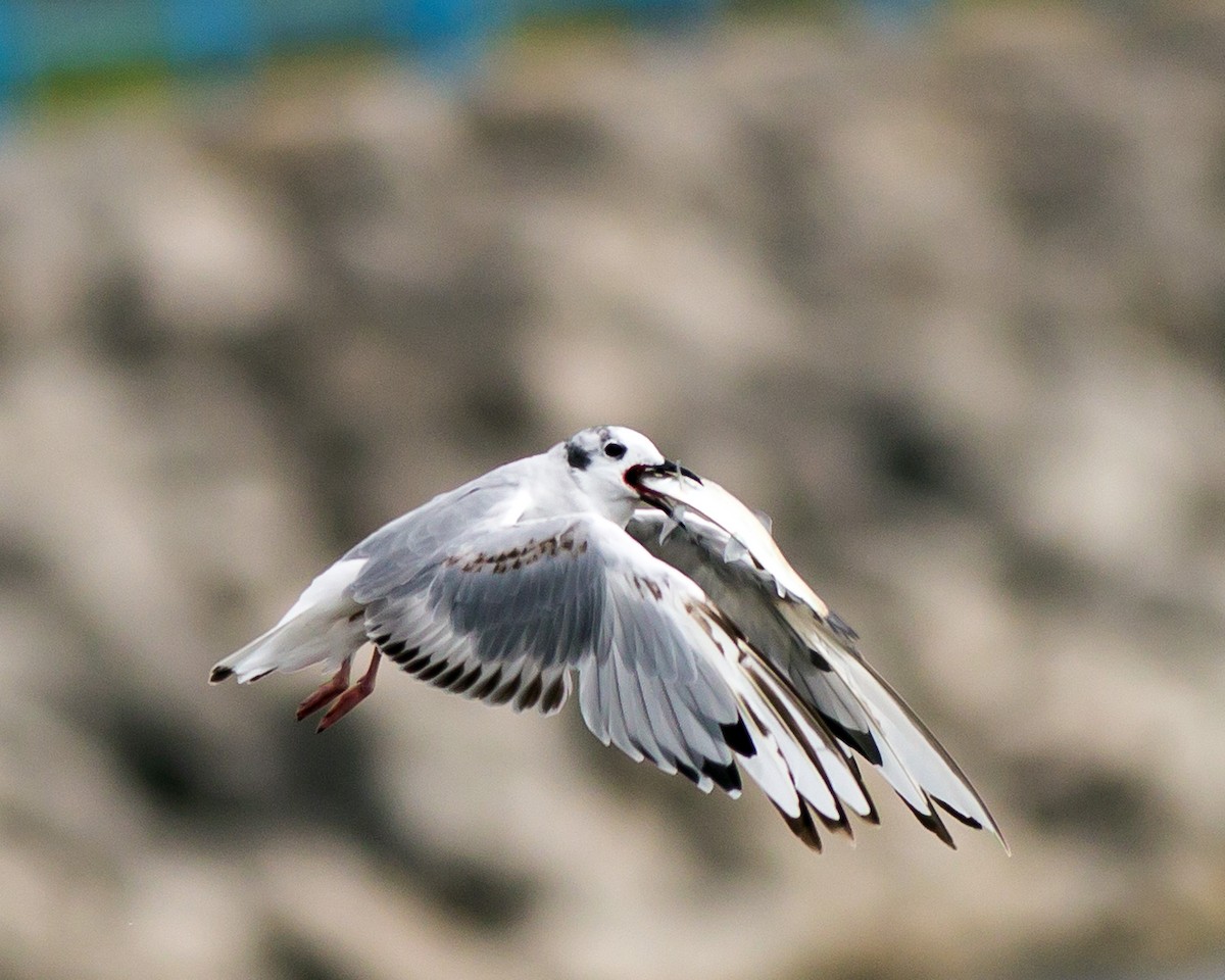 Bonaparte's Gull - ML134070381