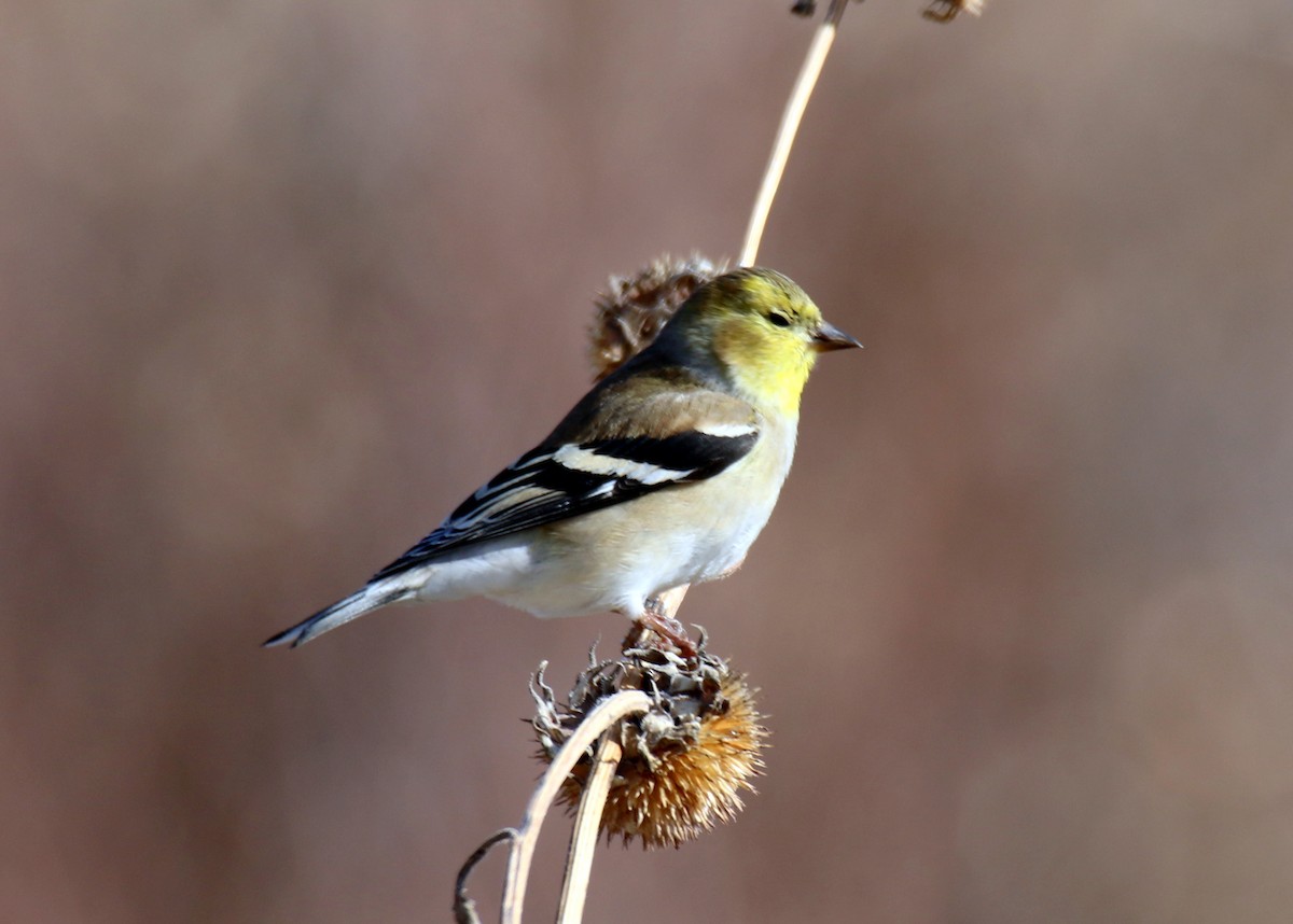 American Goldfinch - ML134071441