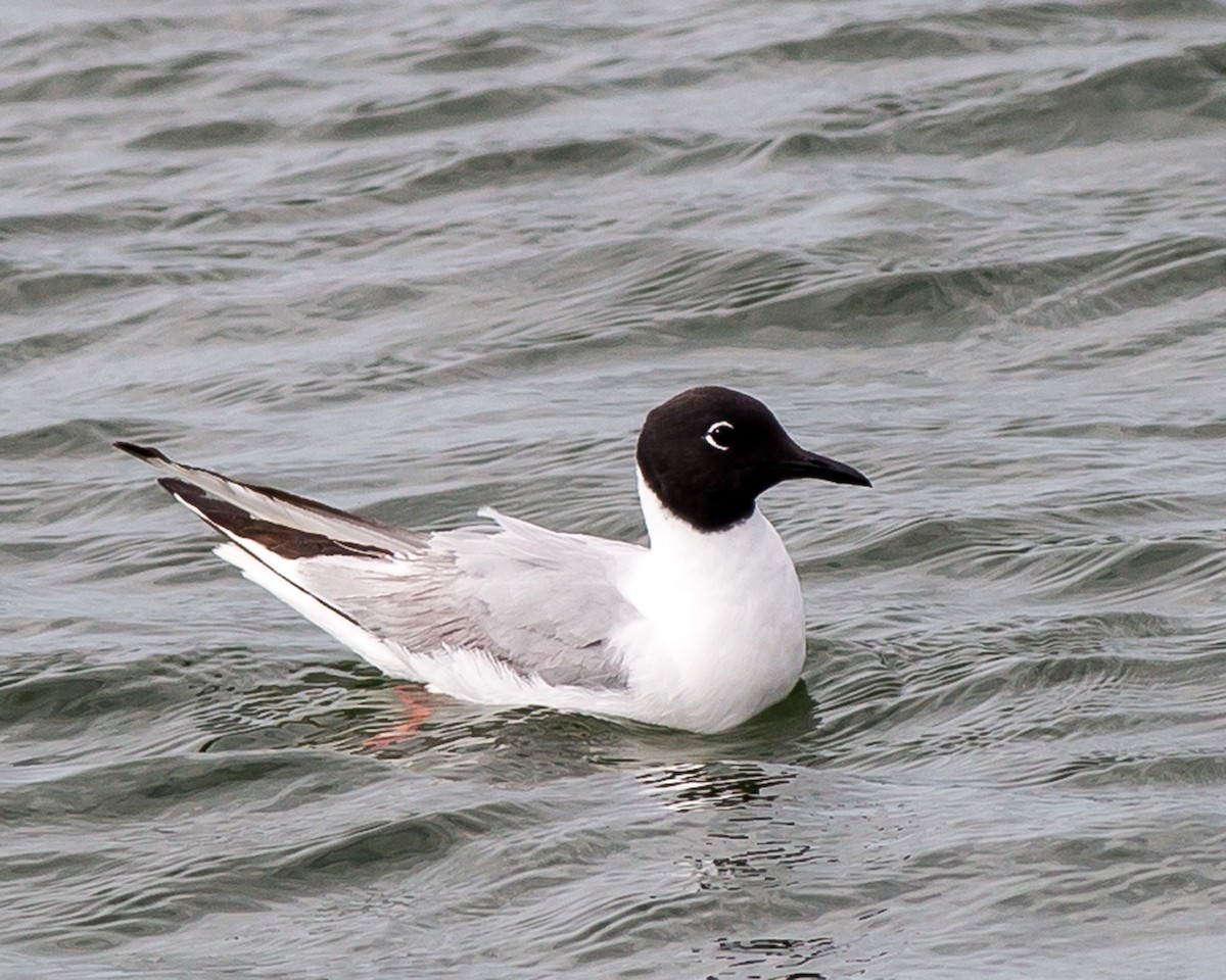 Bonaparte's Gull - ML134071631