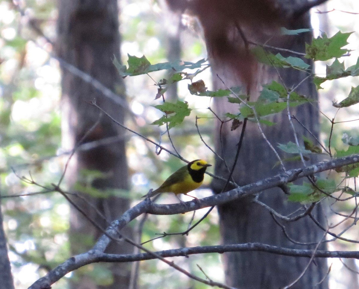 Hooded Warbler - ML134071881