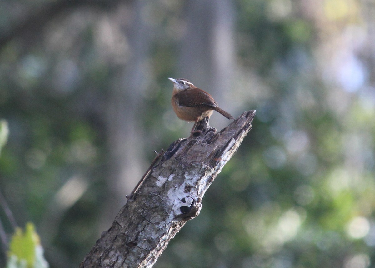 Carolina Wren - James Durst