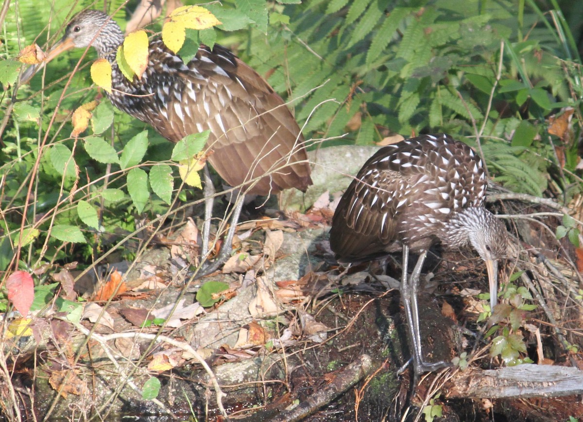 Limpkin - James Durst