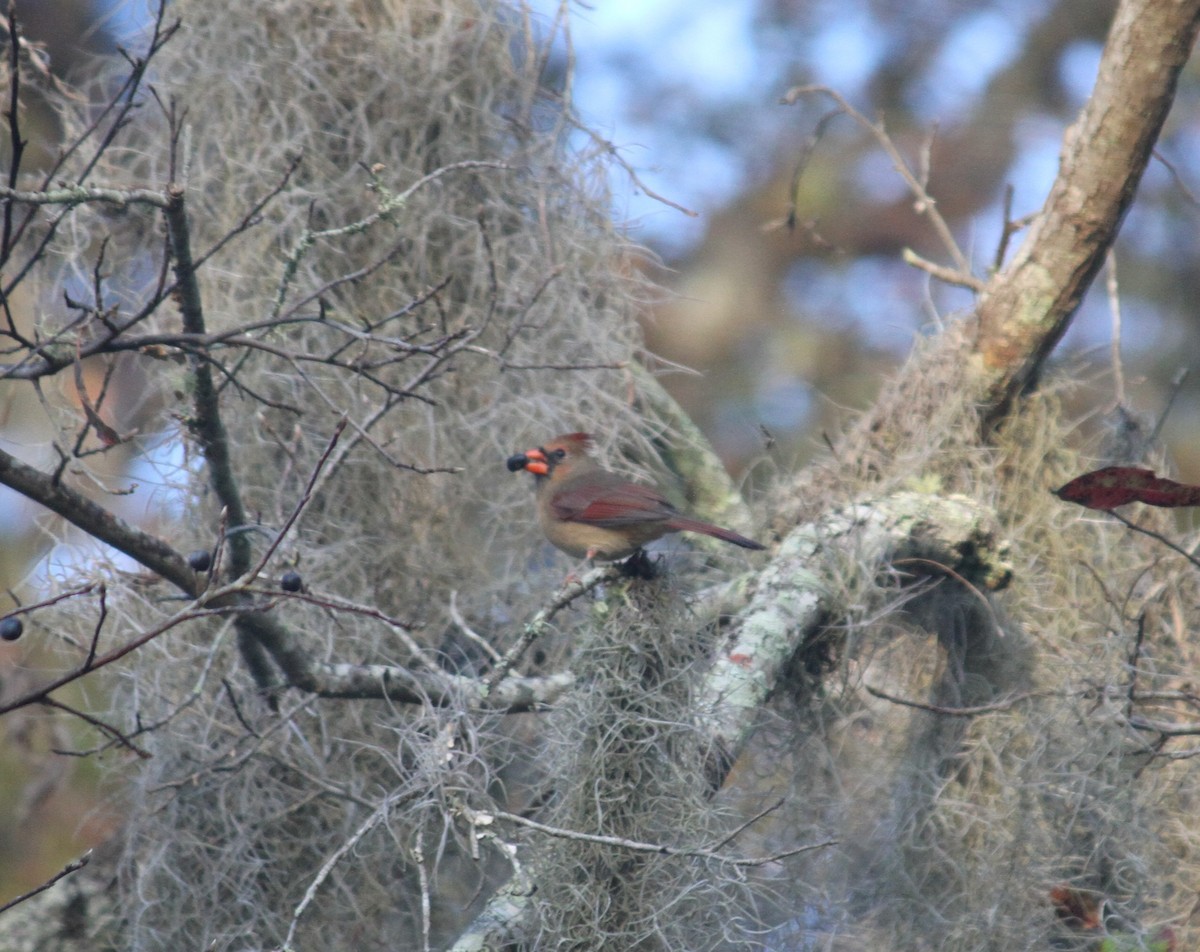 Cardinal rouge - ML134073391