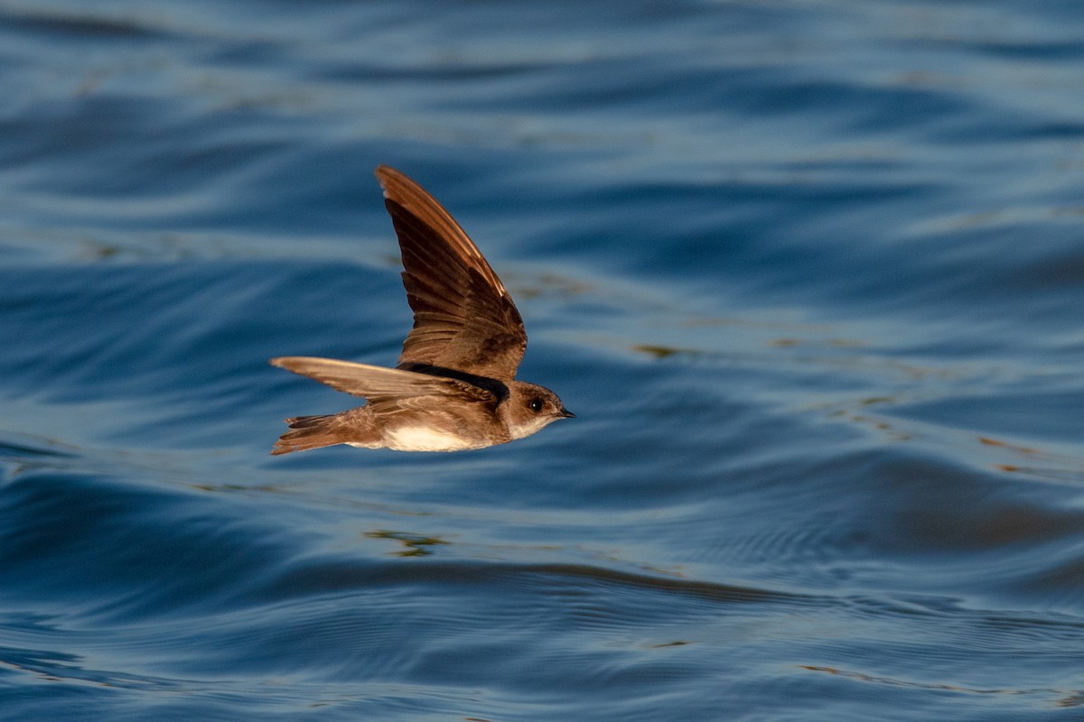 Bank Swallow - ML134073431