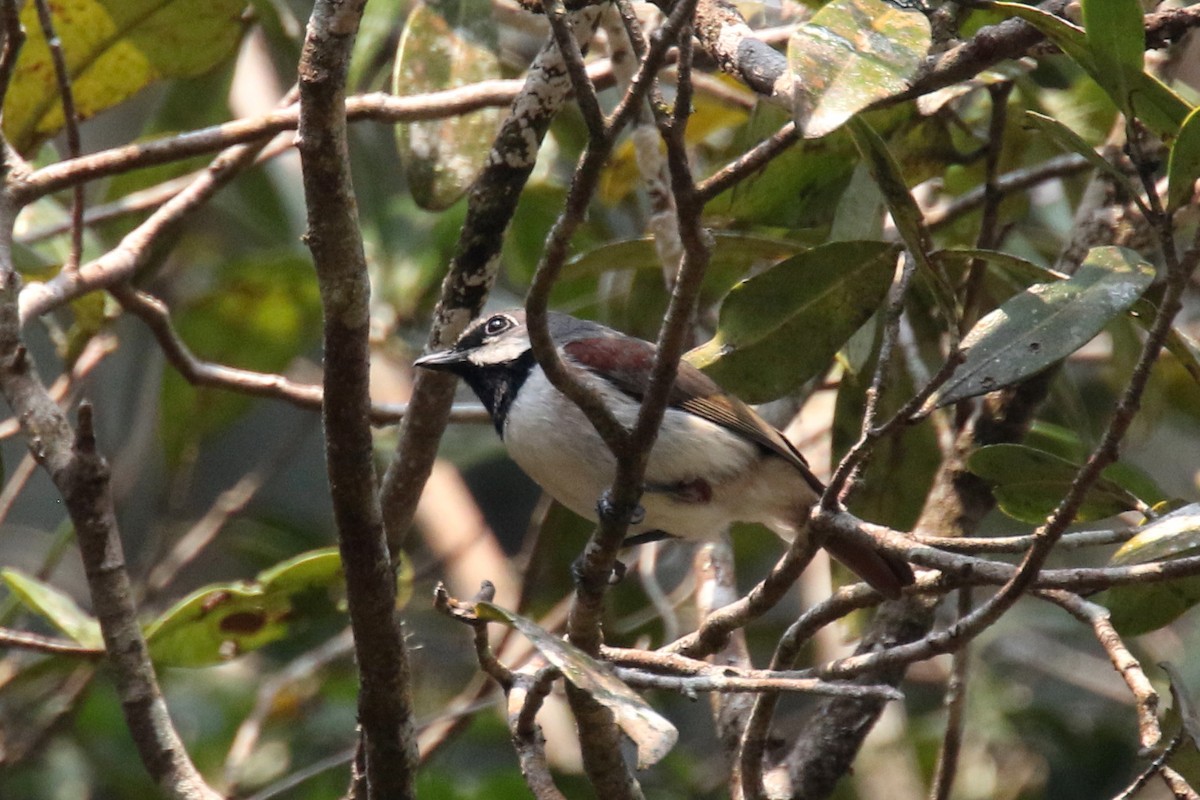 Red-tailed Vanga - Stephen Gast