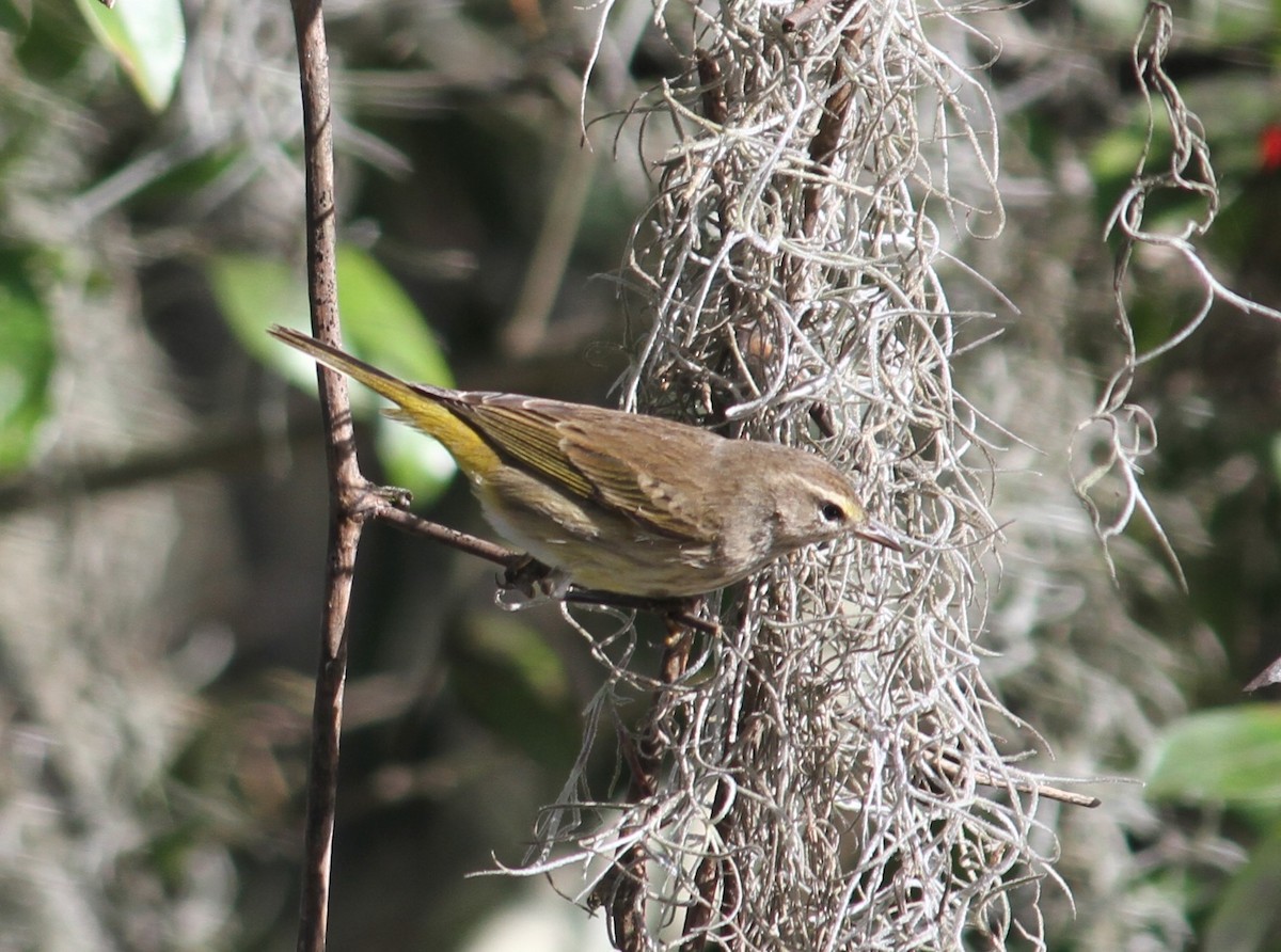 lesňáček bažinný (ssp. palmarum) - ML134075701