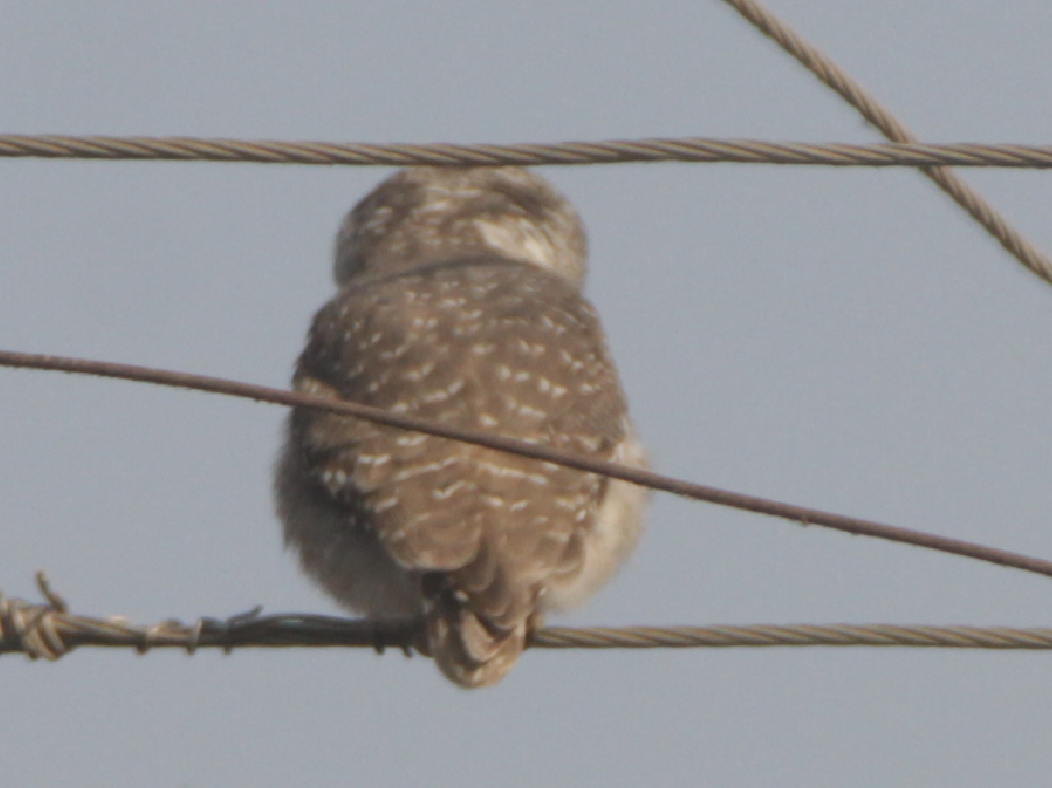 Spotted Owlet - ML134078081