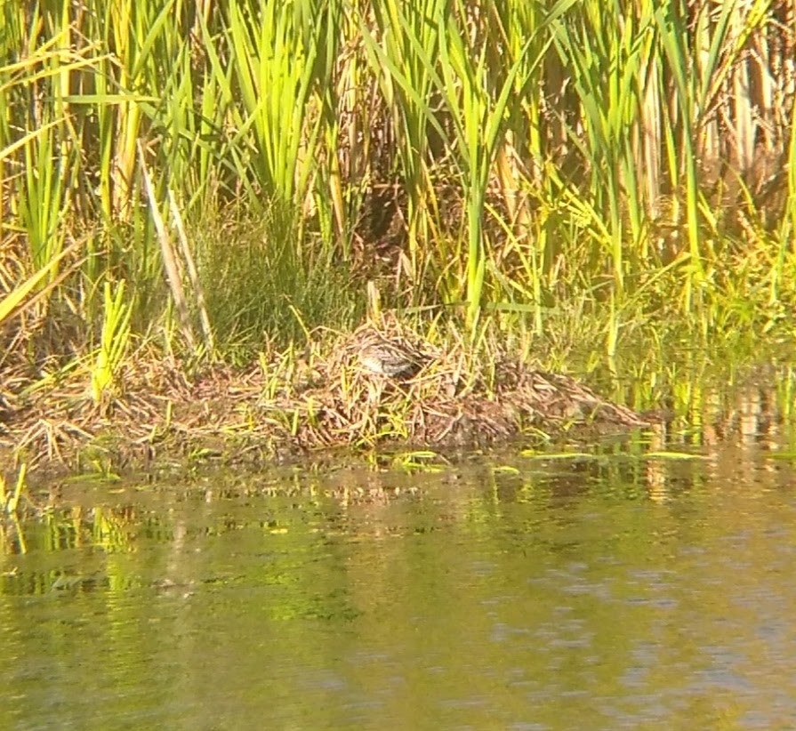 Wilson's Snipe - ML134079381