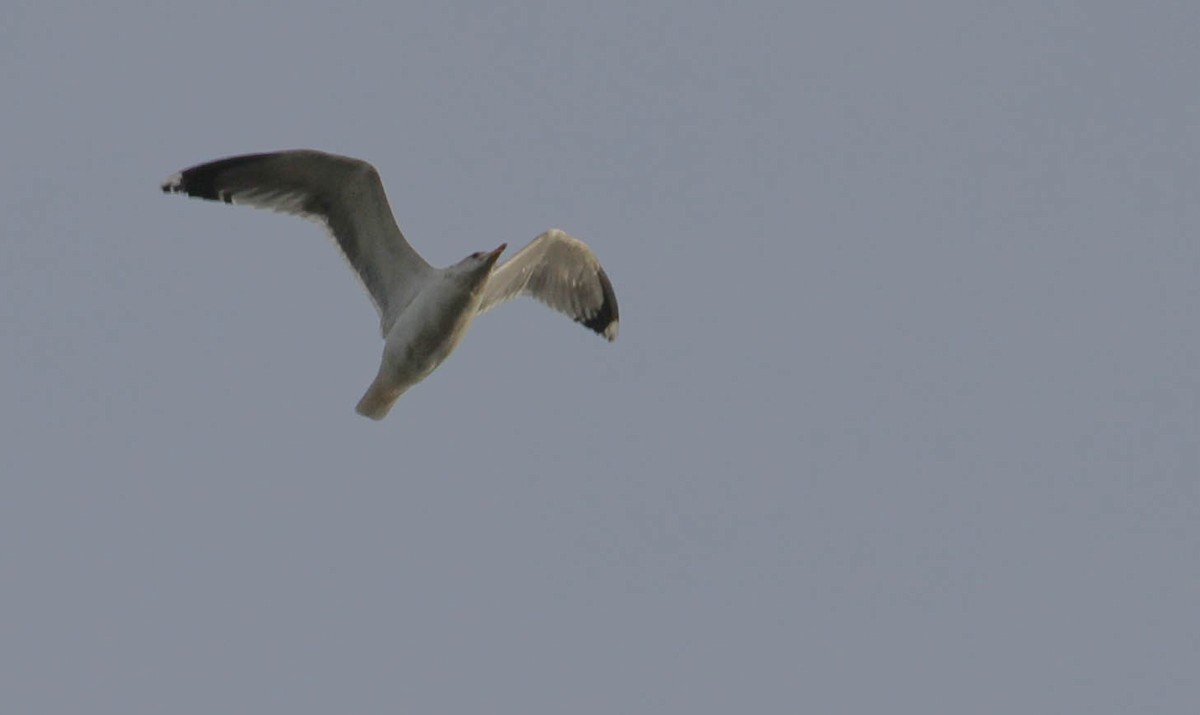 California Gull - ML134079891