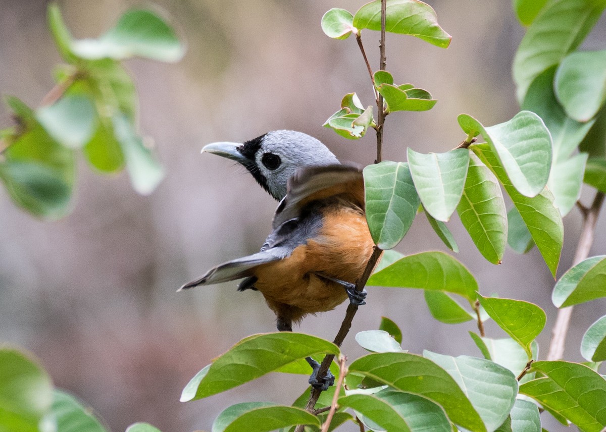 Black-faced Monarch - ML134080041