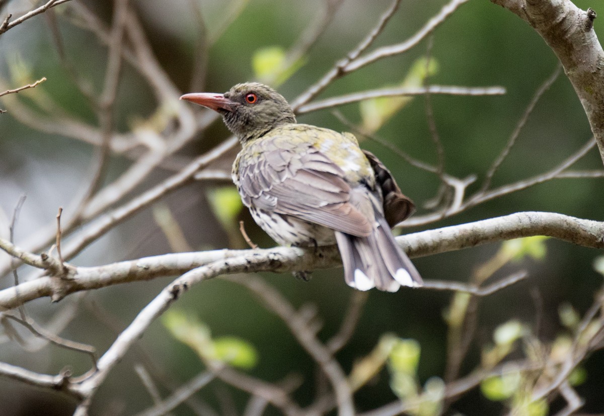 Olive-backed Oriole - ML134080071