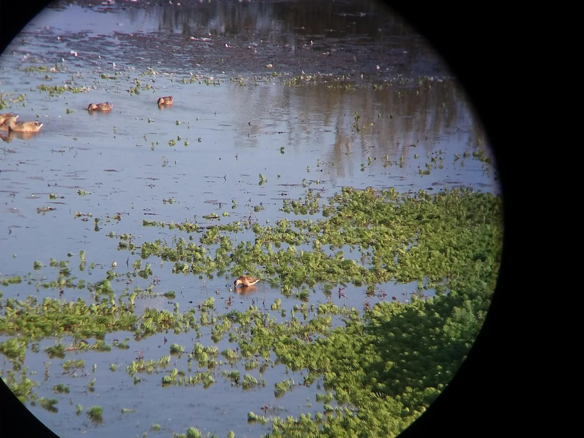 Long-billed Dowitcher - ML134083521