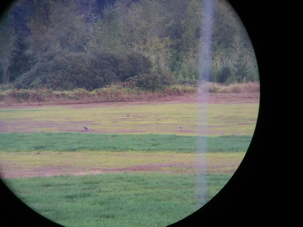 Sandhill Crane - ML134083831