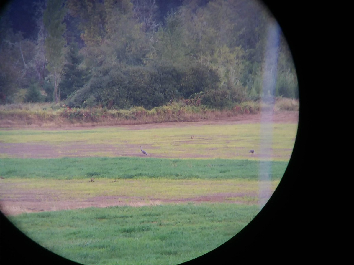 Sandhill Crane - ML134083841