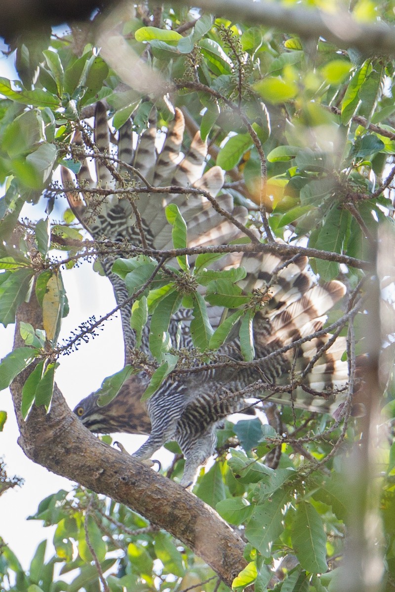 Sulawesi Hawk-Eagle - Christoph Moning