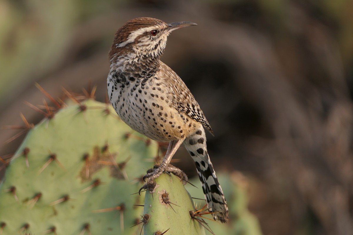 Cactus Wren - ML134084671