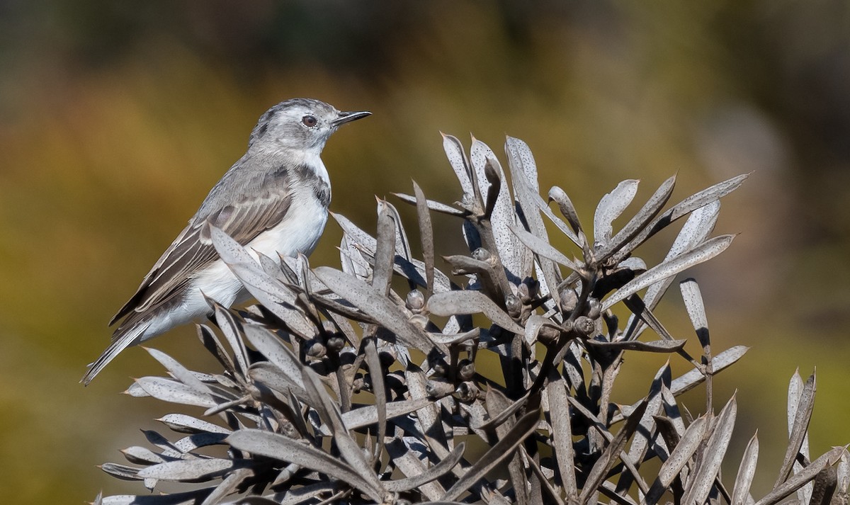White-fronted Chat - ML134087351