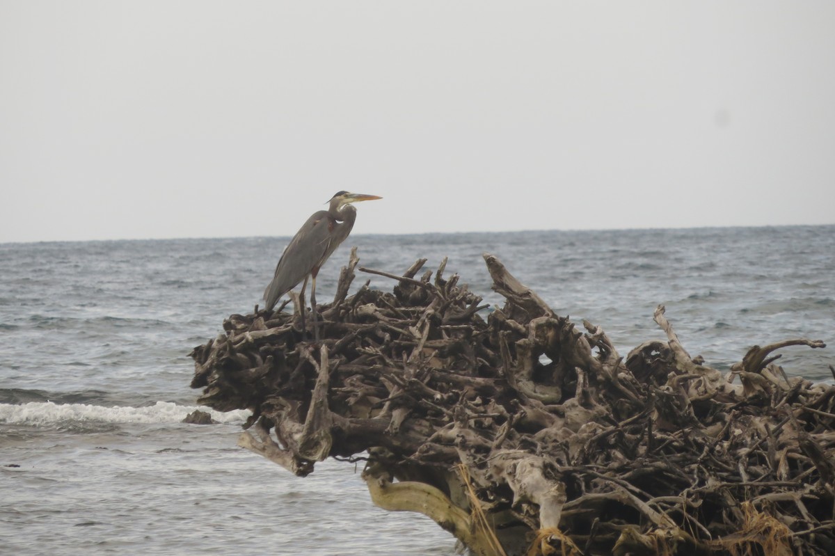 Great Blue Heron - ML134087481